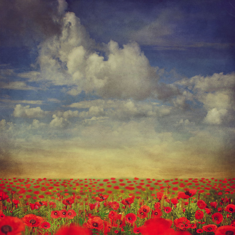 «Field of Red Poppies» par Marozci - impression sur toile tendue, H 36 po x l 36 po