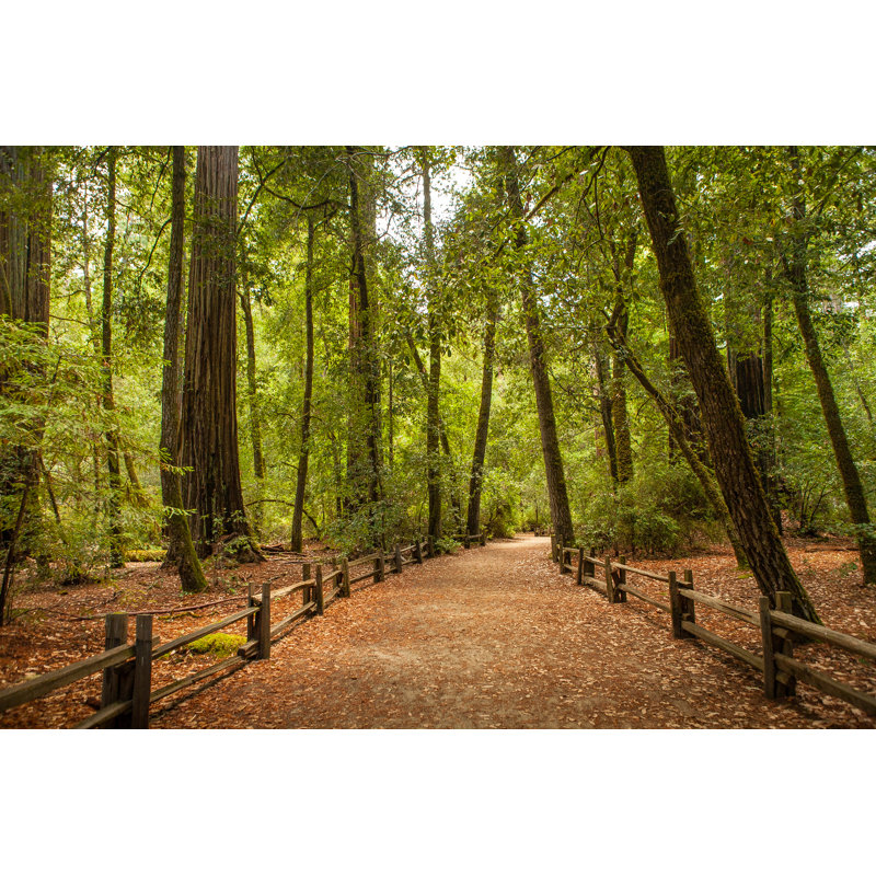 Redwood Nature Trail by GaryKavanagh - Wrapped Canvas Print, 30cm H x 46cm W x 3.8cm D