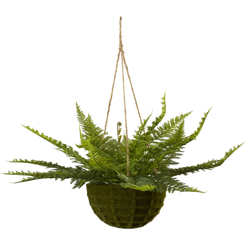 Evergreen Fern Duo in Mossy Plastic Hanging Baskets for Indoor/Outdoor