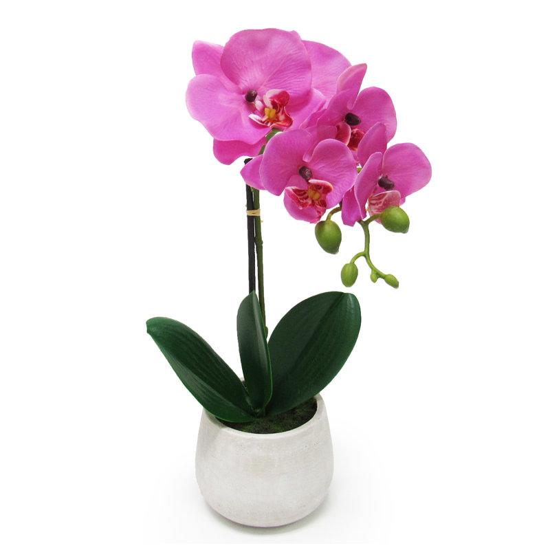 Arrangement floral orchidées phalaenopsis en pot, Fuchsia, H 15 po x l 6 po x P 7 po