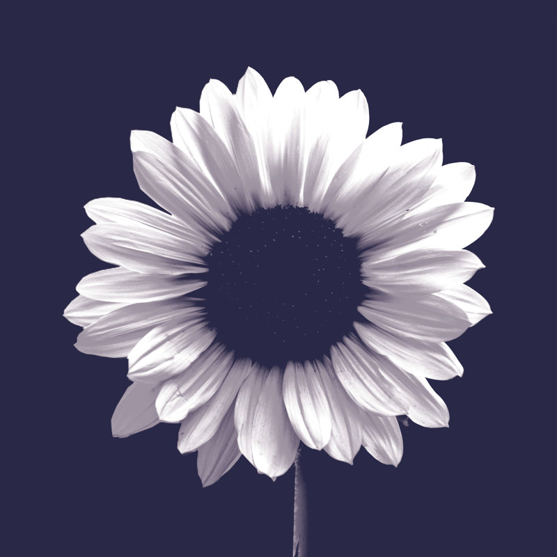 Navy Sunflower - Photograph Print, 51 cm H x 76 cm W, Black Floater Framed