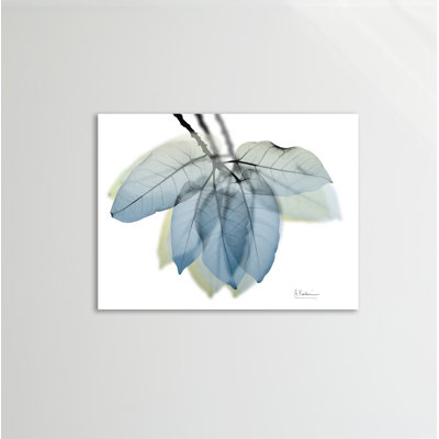 " Focused Ficus Burkey " by Albert Koetsier