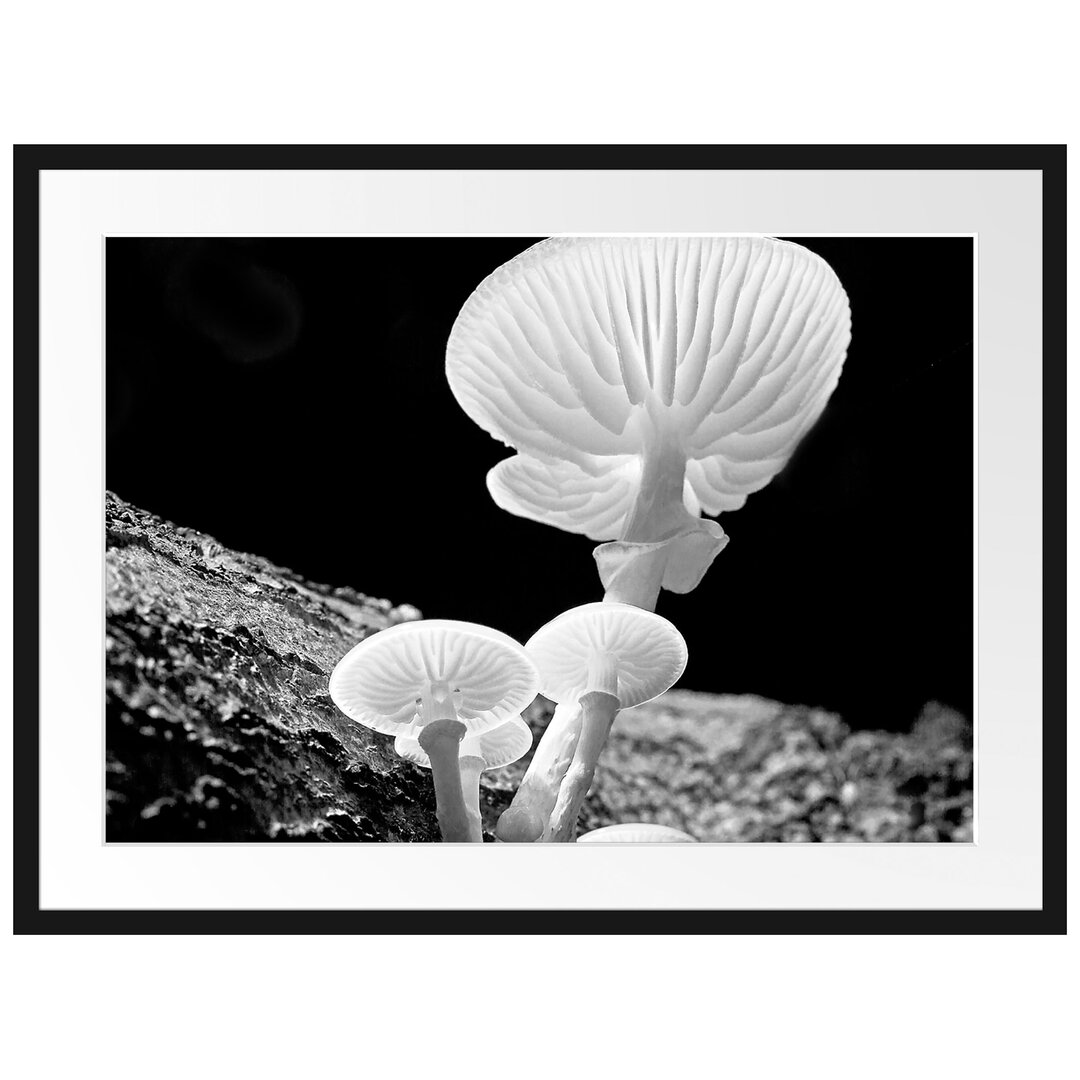 Gerahmtes Poster Dark White Mushrooms