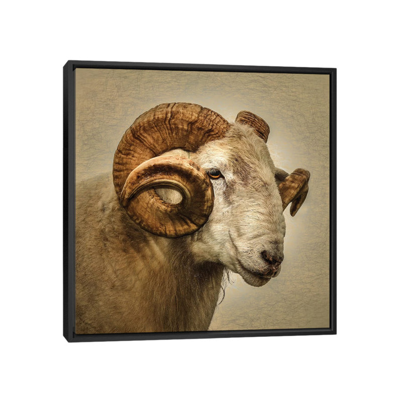 « RAM » par Mark Gemmell-impression d’art graphique, Pas de tapis, H 18 po x l 18 po x 1,5 po, Toile avec cadre noir