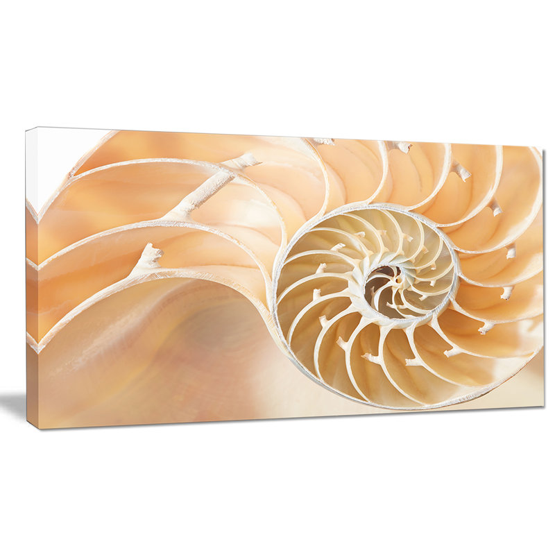 «Brown Nautilus Shell», impression sur toile tendue, H 28 po x l 60 po x P 1,5 po
