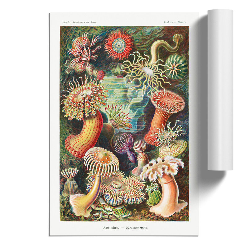 Sea Anemone Actiniae - No Frame Print, 59cm H x 42cm W x 0.1cm D