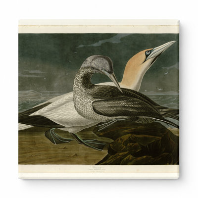 Gannet, Plate 326 (1838) - art mural carré sur toile