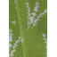 Eucalyptus Lumbar Pillow Cover & Insert-592096743