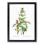 Fuchsia Flowers by Pierre-Joseph Redoute - Picture Frame Painting Print-55577620-55577621