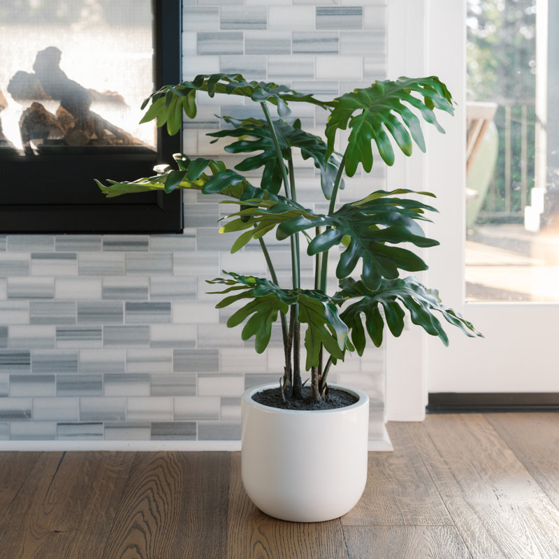 POT DE PLANTES PHILODENDRONS 3 PIEDS