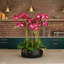 Orchid Floral Arrangement in Planter-249749283-249749282-249749292