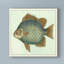 « papillon fish ii », reproduction d’impression sur toile tendue-33416483