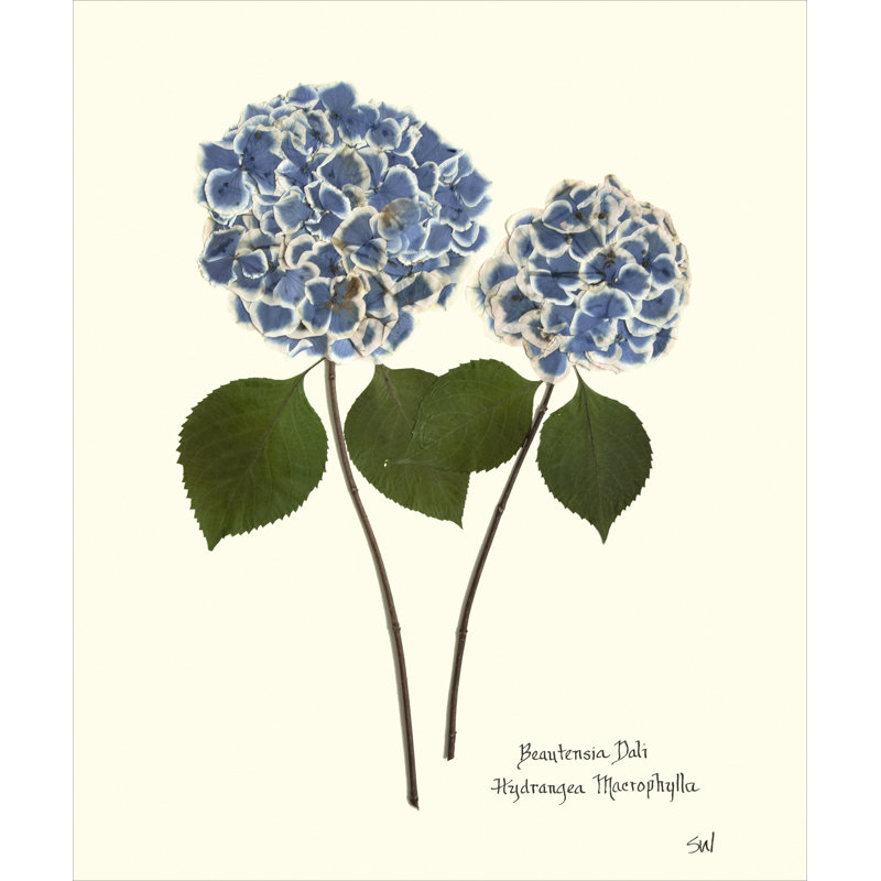 Plants & Flowers Print