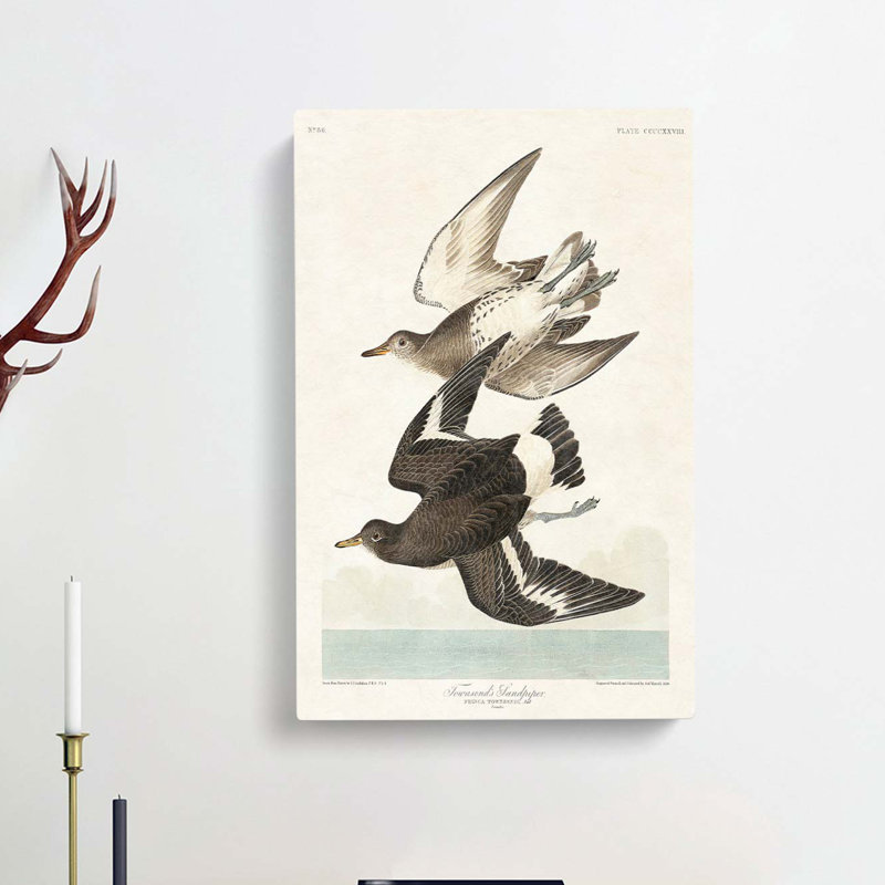 Flying Sandpiper Birds by John Audubon - Wrapped Canvas Painting, 60cm H x 40cm W x 3cm D