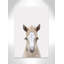 Baby Horse 1, impression sur papier-47495710-47495713