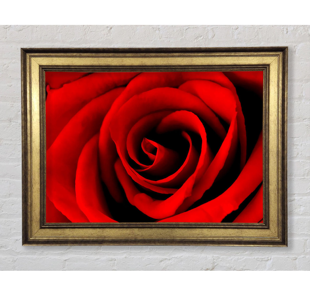 Red Rose Beauty - Bilderrahmen Kunstdrucke