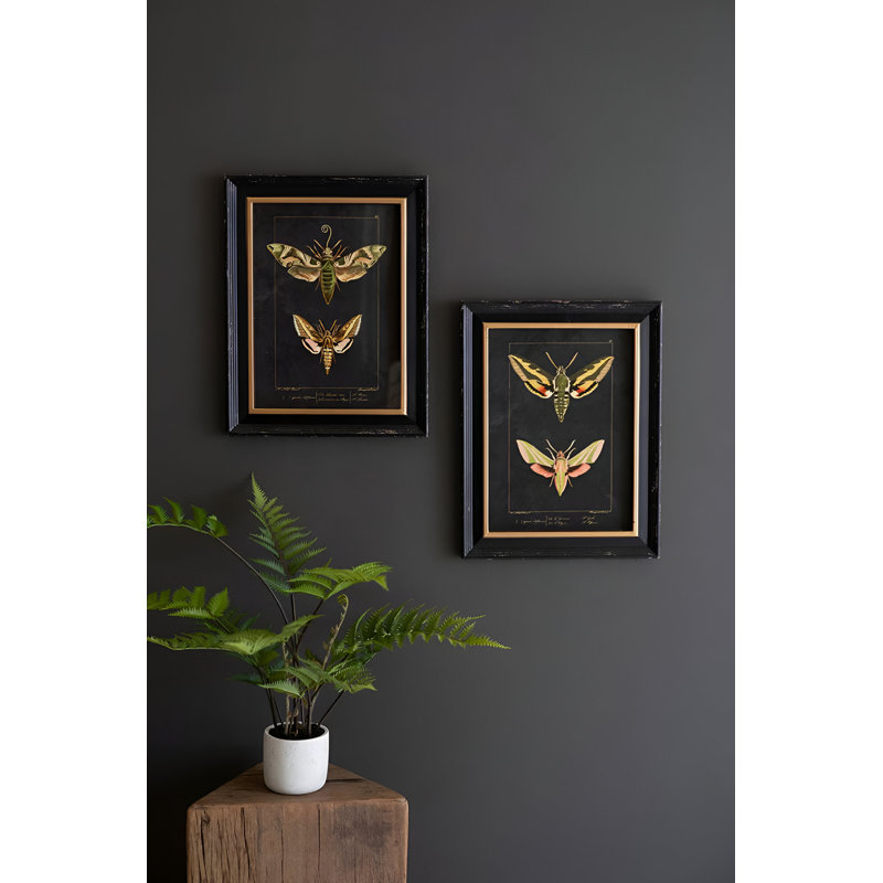  Framed Wall Art, Moth Prints Under Glass 18"H – Black Framed Insect Art, Set of Two