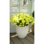 14 po Buisson artificiel résistant aux rayons UV du matin (intérieur / extérieur) - ensemble de 12-2137837818