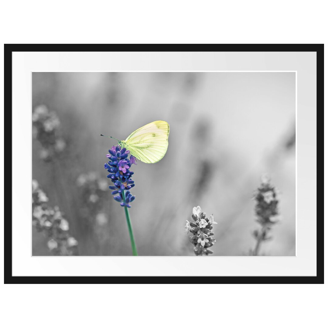 Gerahmtes Poster Schöner Schmetterling auf Lavendel