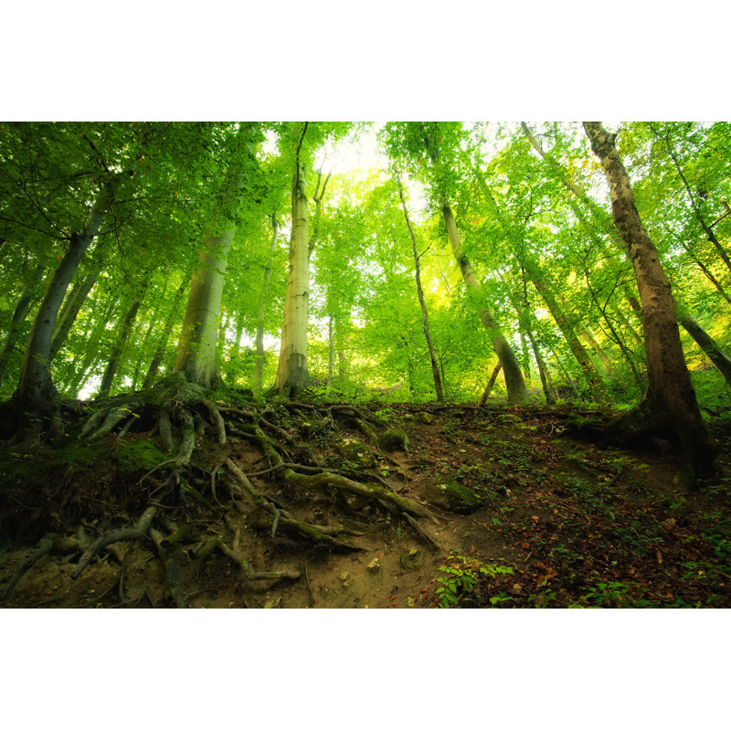 Diep Roots Of Tree In The Forest - Wrapped Canvas Print, 30cm H x 46cm W x 3.8cm D