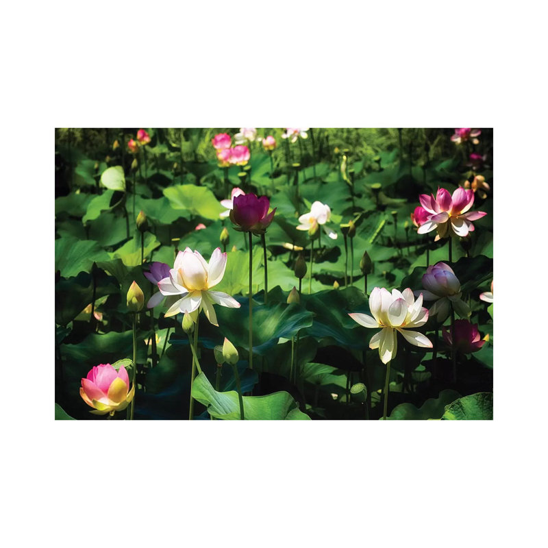Blooming Lotus Flowers by George Oze - Wrapped Canvas Print, 20.32 cm H x 30.48 cm W