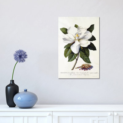 " Magnolia Grandiflora, C.1743 " by Georg Dionysius Ehret