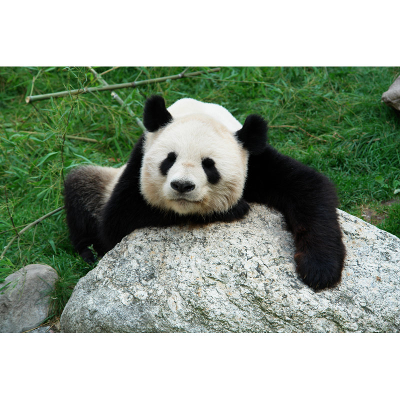 The Giant Panda - Wrapped Canvas Print, 30cm H x 46cm W x 3.8cm D
