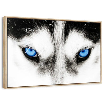 Husky's Eyes