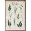Herbes I blanc par Becky Thorns-1641468511