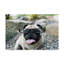 Kinneola «Four Eyes», reproduction de photo sur toile tendue-30314498