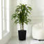 Adcock UV Resistant Artificial Yellow Dracaena Tree, Faux Tree with Large Base for Indoor Outdoor-983444161-983444160