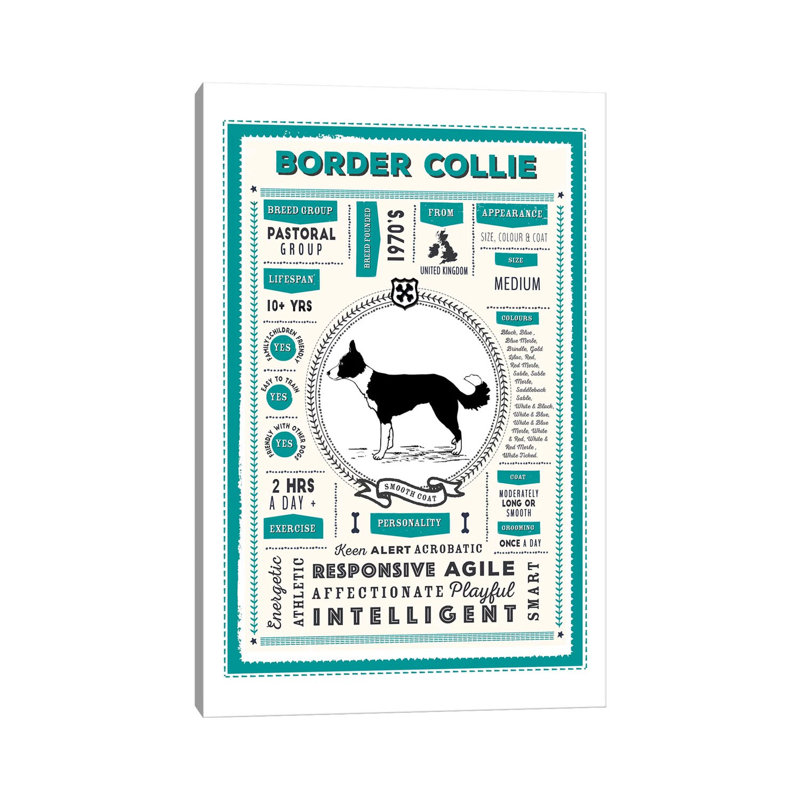 Border collie - Infographie du manteau lisse bleu par PaperPaintPixels - impression sur toile tendue