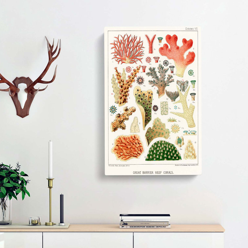 Great Barrier Reef Corals VII by W. Saville-Kent - Wrapped Canvas Painting Print, 76cm H x 50cm W x 3cm D