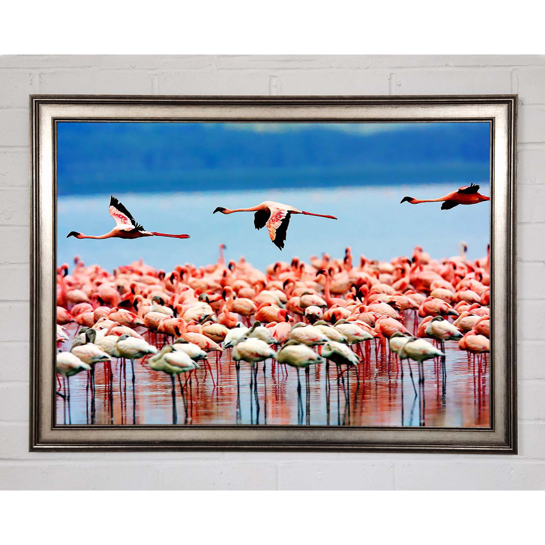 Gerahmtes Bild Pink Flamingos In Flight