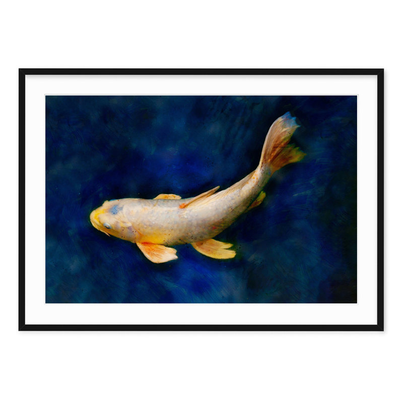 Butterfly Koi - Picture Frame Photograph on Paper , 40" H x 28.5" W, Black Framed