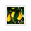 Citrons de la côte d'Amalfi