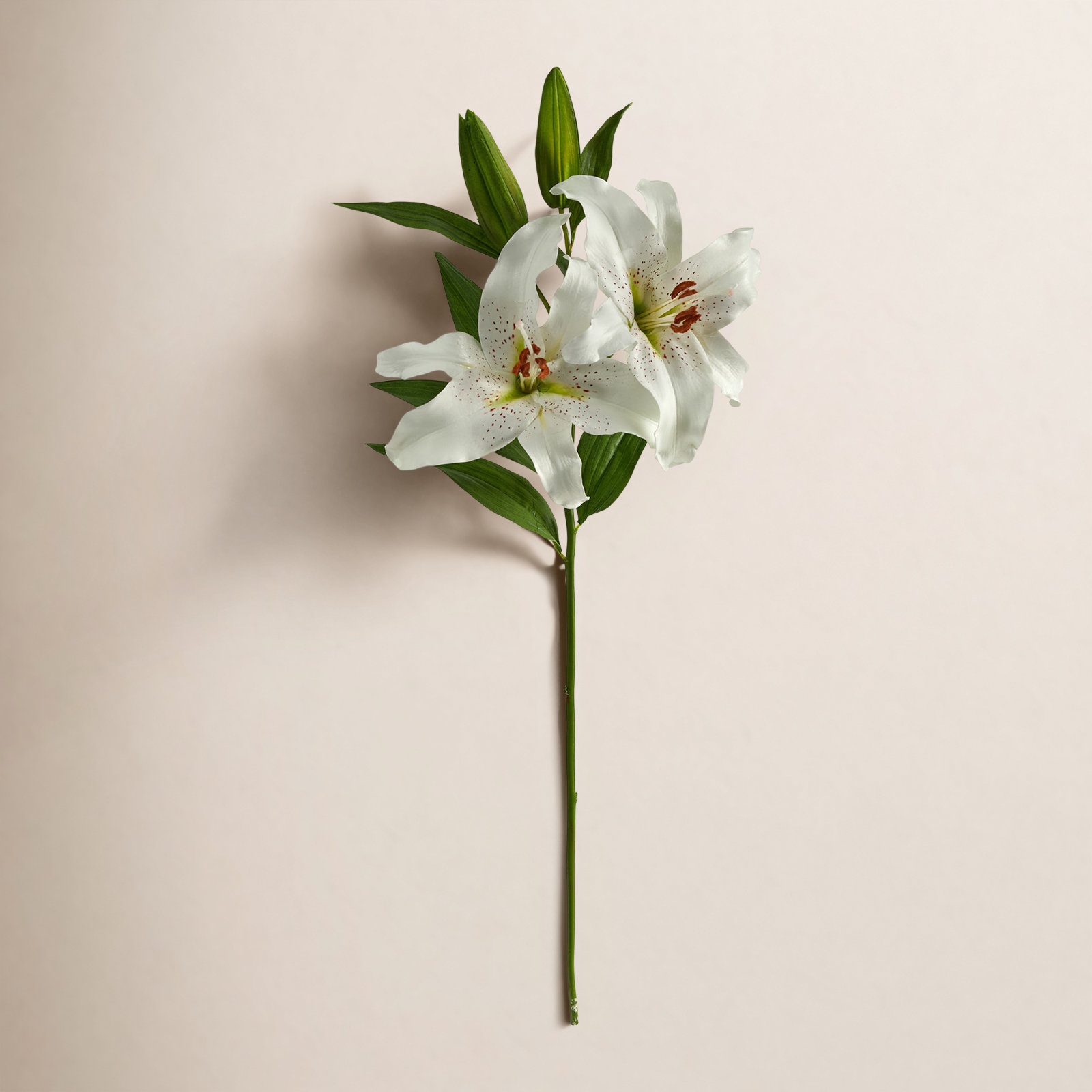 Rubrum Lily Stems