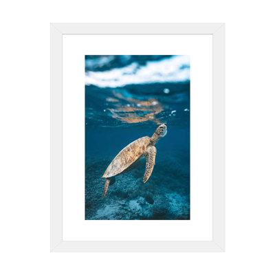 " Great Barrier Reef Turtle Underwater " by James Vodicka