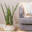 Snake Plant in Planter