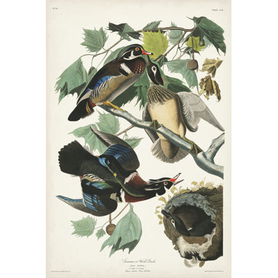 Canard en bois PL206