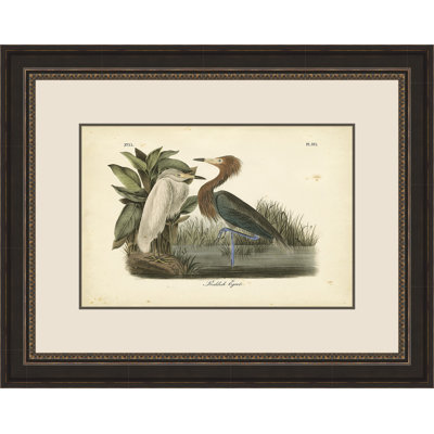 " Reddish Egret " by John Audubon