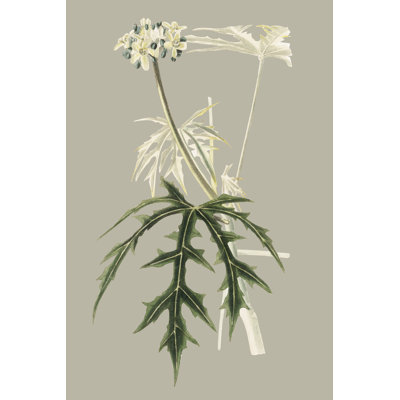 Botanical Cabinet V