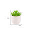 Plante grasse artificielle verte 4 po en pot ovale blanc