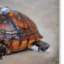 «Box Turtle Portrait» par Vidur, impression sur toile tendue-22074426