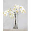 Phalaenopsis Orchidée Blanche 23 po-1877715662-1877715663
