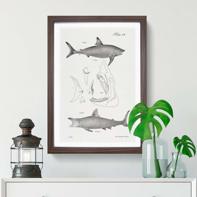Illustrations of Sharks by J.E. De Kay - Framed Print
