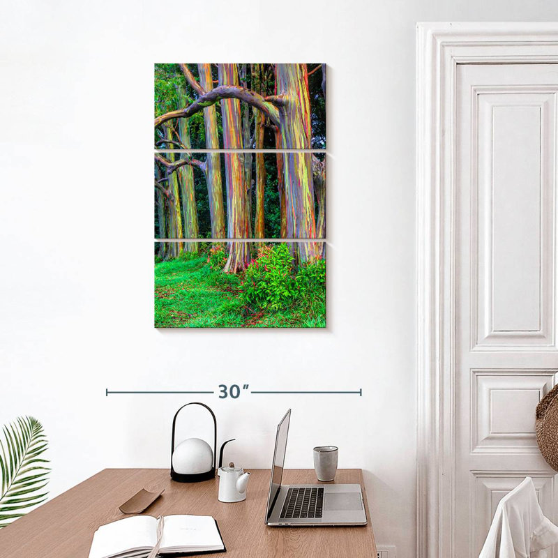 Maui Rainbow Eucalyptus Trees, H 32" x l 20"