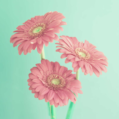 Fleurs rétro - photographie sur toile tendue