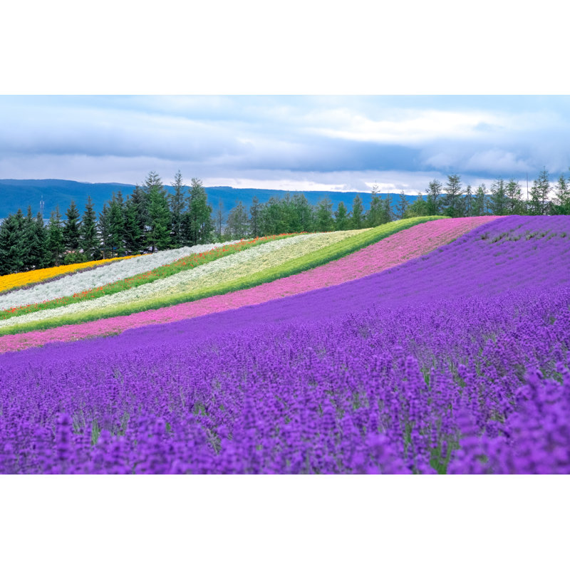 Cribbs Colorful Field, Hokkaido, Japan - Wrapped Canvas Print, 30cm H x 46cm W x 3.8cm D