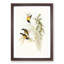 Australian Sunbirds by Elizabeth Gould - Framed Print-55457003-55457006